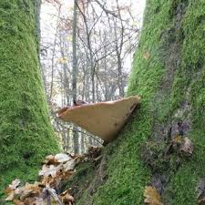 Attēlu rezultāti vaicājumam “Perenniporia medulla-panis”