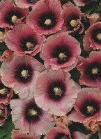 Image result for Alcea rosea `Appleblossom`