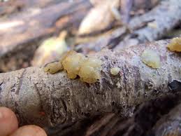 Attēlu rezultāti vaicājumam “Myxarium nucleatum”