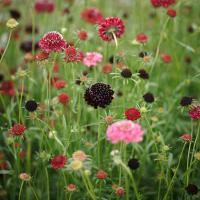 Image result for Helichrysum subulifolium