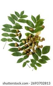 Attēlu rezultāti vaicājumam “Juglans mandshurica leaf”