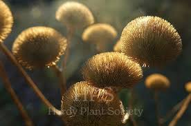 Image result for Telekia speciosa