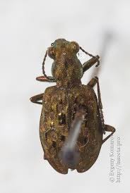 Attēlu rezultāti vaicājumam “Elaphrus cupreus”