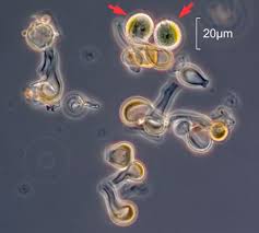 Attēlu rezultāti vaicājumam “Brachypodium sylvaticum fruit”