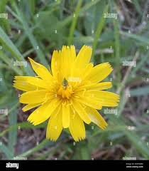 Attēlu rezultāti vaicājumam “Hypochaeris radicata bud”