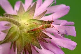 Attēlu rezultāti vaicājumam “Myrmus miriformis”