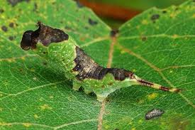 Attēlu rezultāti vaicājumam “Furcula bifida”