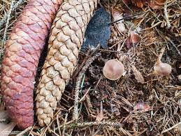 Attēlu rezultāti vaicājumam “Strobilurus esculentus”