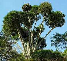 Attēlu rezultāti vaicājumam “Badhamia capsulifera var. arborea sessile”