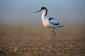 Attēlu rezultāti vaicājumam “Recurvirostra avosetta”