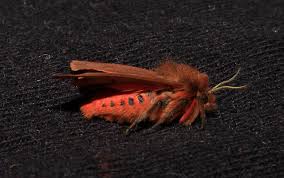 Attēlu rezultāti vaicājumam “Phragmatobia fuliginosa”