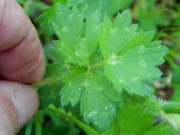 Attēlu rezultāti vaicājumam “Ranunculus repens leaf”