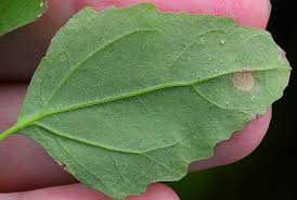 Attēlu rezultāti vaicājumam “Chenopodium album leaf”