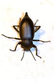 Attēlu rezultāti vaicājumam “Blaps mortisaga”