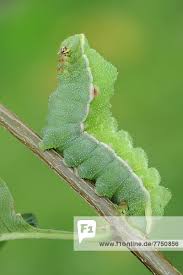 Attēlu rezultāti vaicājumam “Aglia tau”