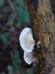 Attēlu rezultāti vaicājumam “Postia leucomallella”