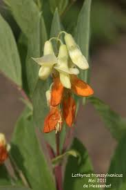 Attēlu rezultāti vaicājumam “Lathyrus laevigatus”