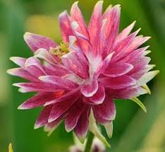 Image result for Aquilegia vulgaris `Nora Barlow`