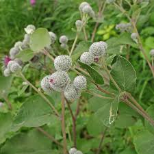 Attēlu rezultāti vaicājumam “Arctium tomentosum flower”