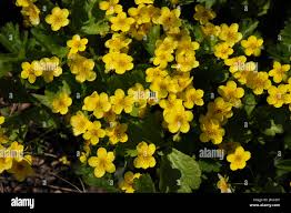 Attēlu rezultāti vaicājumam “Waldsteinia geoides flower”