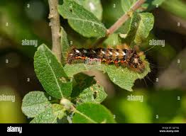 Attēlu rezultāti vaicājumam “Acronicta rumicis larva”