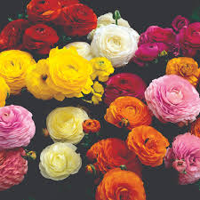 Attēlu rezultāti vaicājumam “Ranunculus mendax flower”