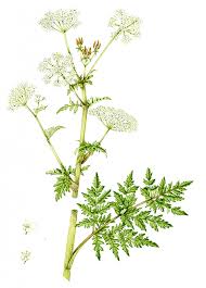 Attēlu rezultāti vaicājumam “Heracleum sosnowskyi fruit”