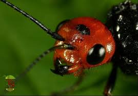 Attēlu rezultāti vaicājumam “Acantholyda erythrocephala”