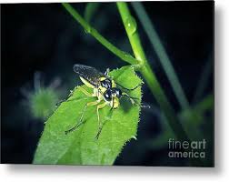 Attēlu rezultāti vaicājumam “Tenthredinidae”
