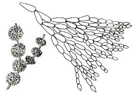 Attēlu rezultāti vaicājumam “Batrachospermum moniliforme”