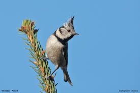 Attēlu rezultāti vaicājumam “Lophophanes cristatus”