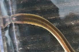 Attēlu rezultāti vaicājumam “Lampetra planeri”