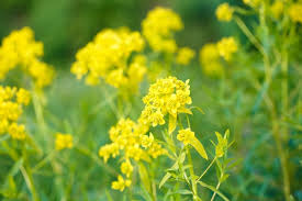 Attēlu rezultāti vaicājumam “Euphorbia virgata leaf”