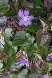 Attēlu rezultāti vaicājumam “Viola riviniana flower”