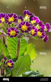 Image result for Primula elatior
