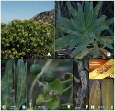 Attēlu rezultāti vaicājumam “Melampsora magnusiana”