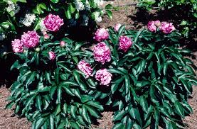 Attēlu rezultāti vaicājumam “Paeonia lactiflora”