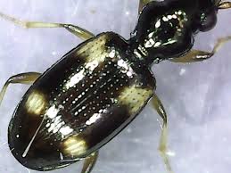 Attēlu rezultāti vaicājumam “Bembidion quadrimaculatum”