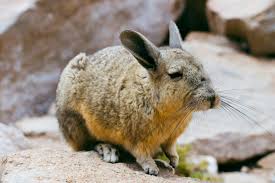Image result for viscacha