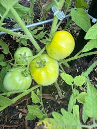 Afbeeldingsresultaat voor blushing yellow tomato