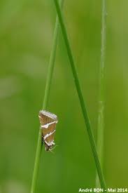 Attēlu rezultāti vaicājumam “Deltote bankiana”