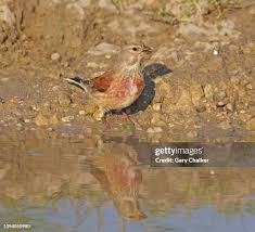 Attēlu rezultāti vaicājumam “Carduelis cannabina adult”