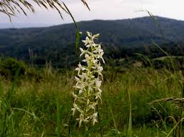 Attēlu rezultāti vaicājumam “Platanthera bifolia”