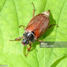 Attēlu rezultāti vaicājumam “Melolontha melolontha imago”