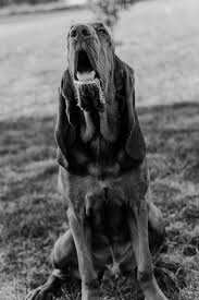 Image result for Carlisle BloodHounds