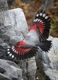 Image result for Tichodroma muraria