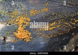 Attēlu rezultāti vaicājumam “Nectria peziza”