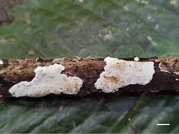 Attēlu rezultāti vaicājumam “Perenniporia medulla-panis”