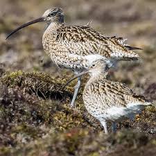 Attēlu rezultāti vaicājumam “Numenius arquata adult”