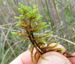 Attēlu rezultāti vaicājumam “Serpoleskea subtilis sporophyte”